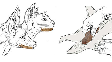 Científicos hallan evidencias de que el ser humano hacía ropa hace unos 120.000 años