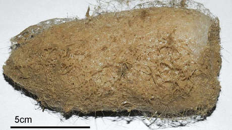 Descubren seis nuevas especies y un nuevo género de esponjas vítreas en las profundidas marinas de la costa de Nueva Zelanda