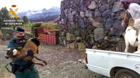 Cuerpos de Emergencia evacúan animales de granja tras la erupción del volcán Cumbre Vieja en las islas Canarias (VIDEOS)