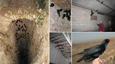 Científicos 'vuelven a las cavernas' y cazan aves por las noches solo con sus manos para demostrar cómo se alimentaban los neandertales