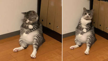 Un gato se queda dormido de forma adorable contra una pared y se convierte en un divertido meme