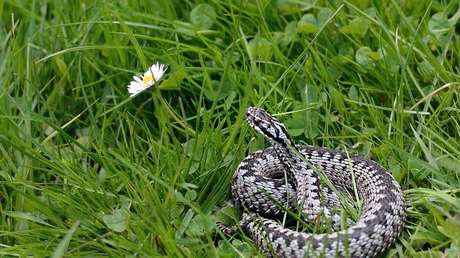Un hombre muere al tratar de tragarse una serpiente en un intento de entretener a sus compañeros (VIDEO)