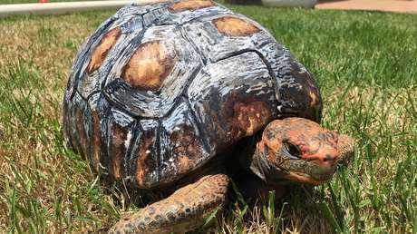 Voluntarios brasileños entran al Libro Guinness de los Récords por reconstruir e implantar con éxito el primer caparazón de tortuga impreso en 3D
