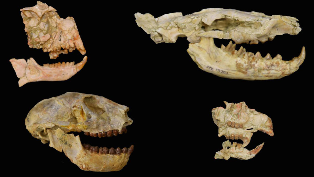 Identifican una extinción masiva de especies de hace 30 millones de años, que acabó con el 63 % de los mamíferos en África y la península arábiga