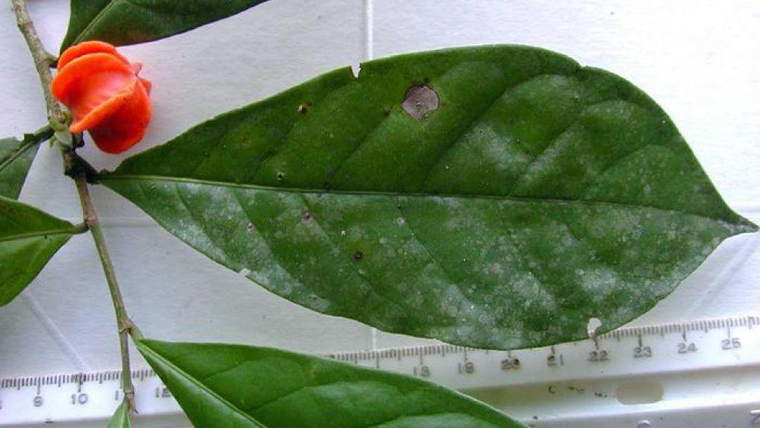 Científicos resuelven el misterio de una planta hallada hace 50 años en la Amazonia y aseguran que se trata de una nueva especie