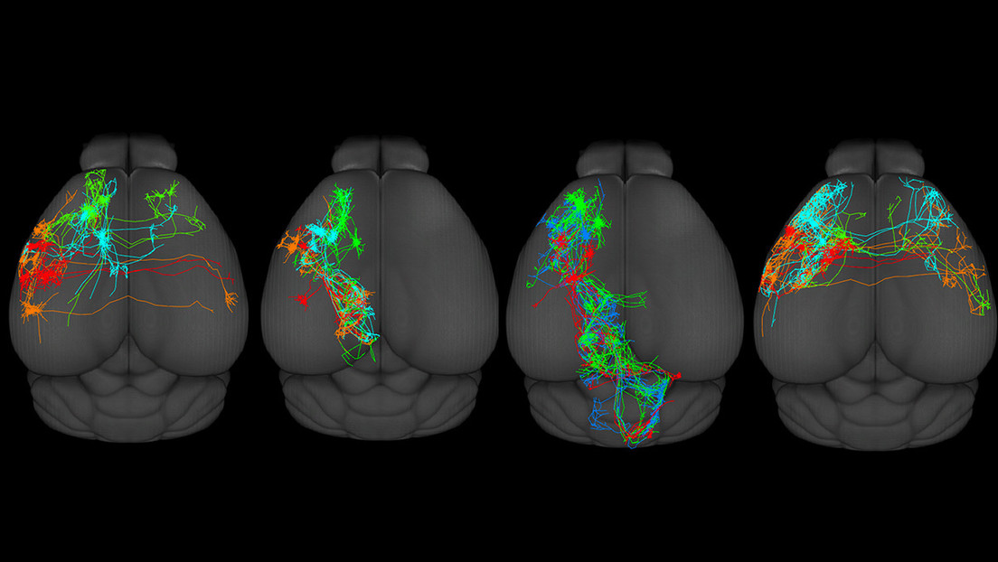 Crean por primera vez un mapa de la corteza motora del cerebro, responsable del movimiento de los mamíferos