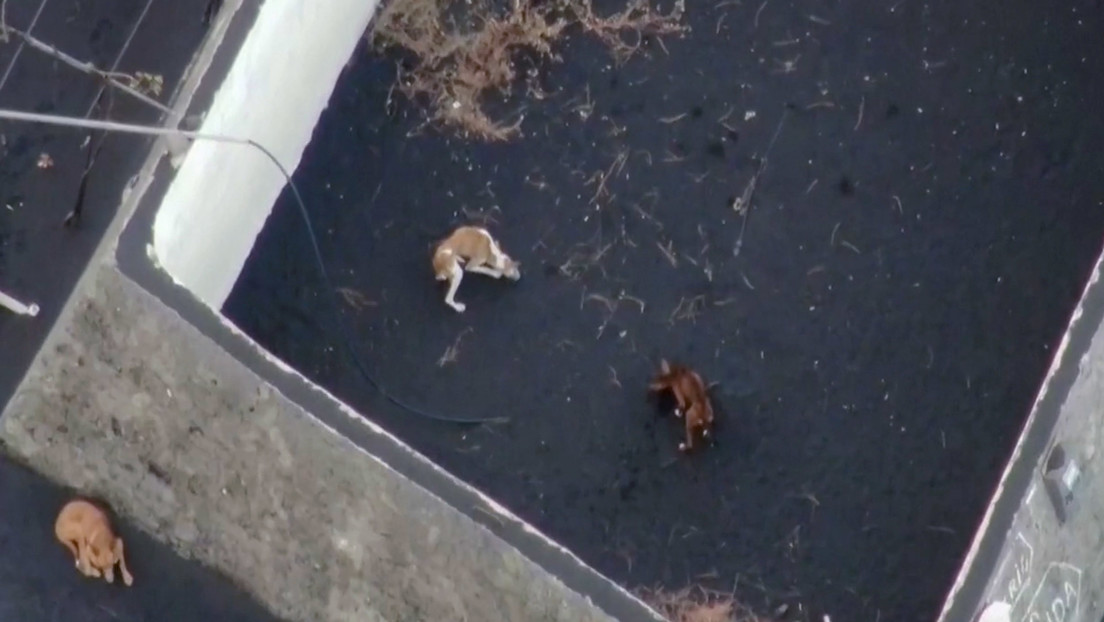 Así es el complejo operativo para rescatar con drones a cuatro perros atrapados por la lava del volcán de La Palma