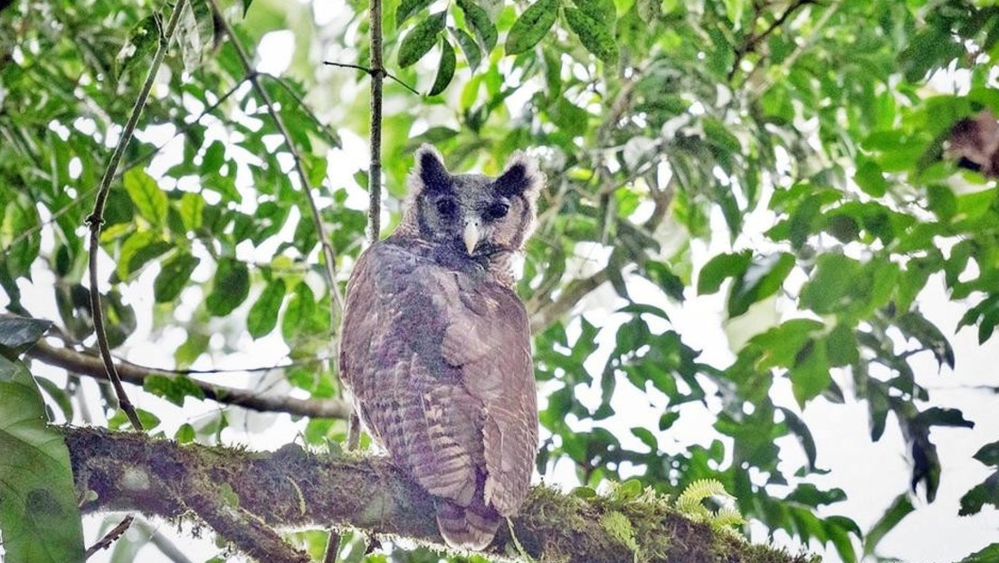 Captan por primera vez en 150 años en su hábitat natural a un búho gigante africano, especie en peligro de extinción