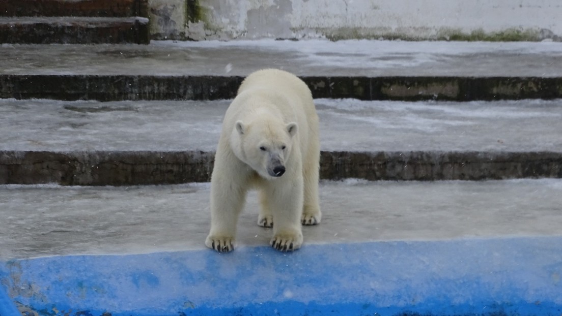 VIDEO: Una osa polar captura un dron que se entromete en su 'espacio aéreo' en un zoo ruso