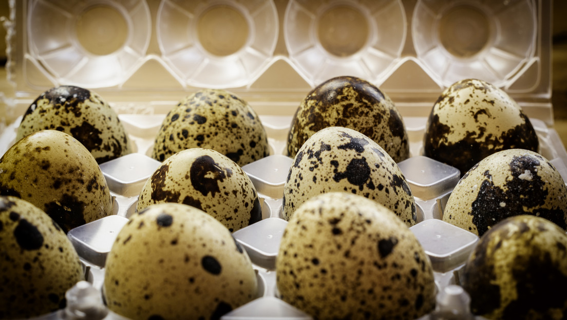 Explican cuál es el objetivo del experimento ruso con los huevos de codornices en la EEI