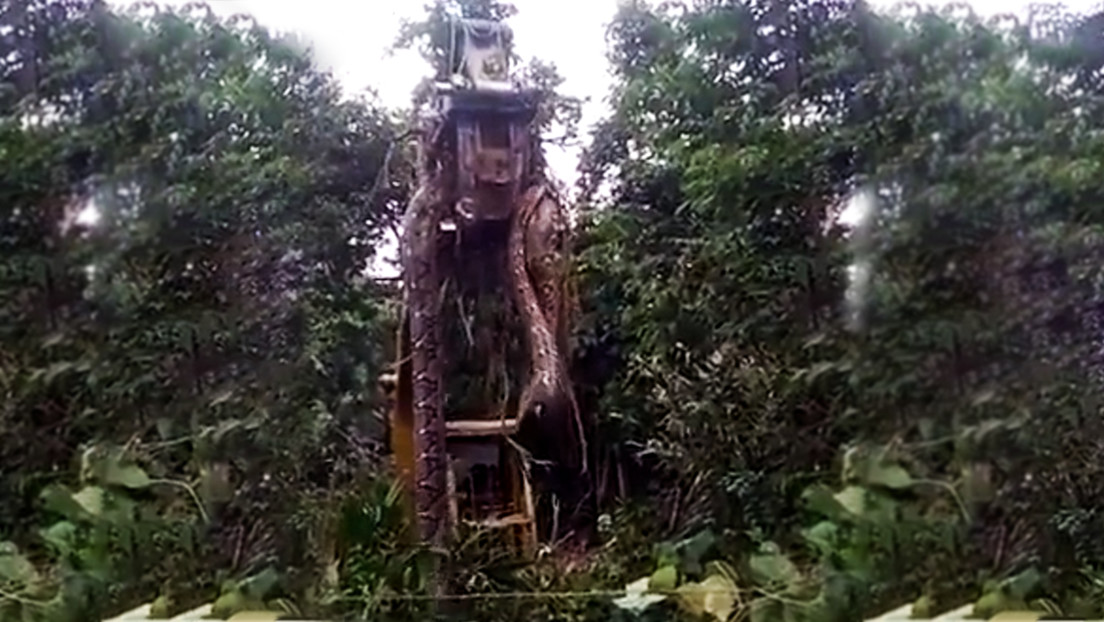 VIDEO: Una grúa levanta una enorme serpiente en la selva tropical de Dominica y las redes la coronan como "la más grande del mundo"