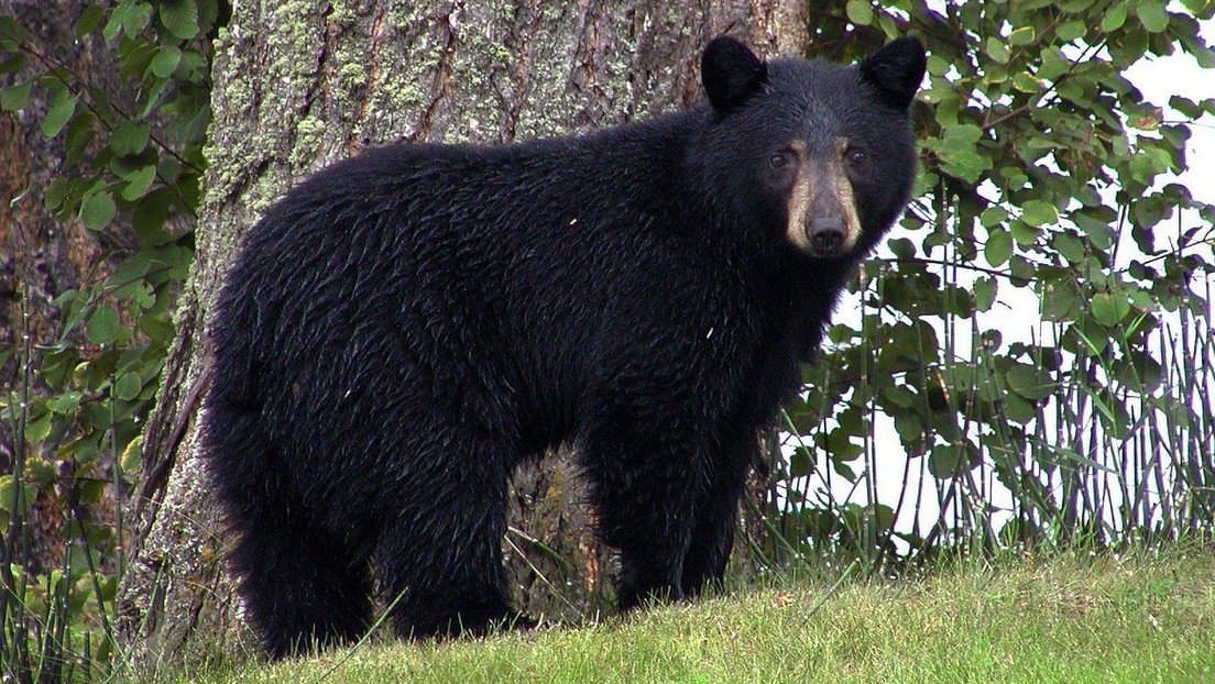 "Solo quería un poco de comida": Un oso interrumpe una boda en México (VIDEO)