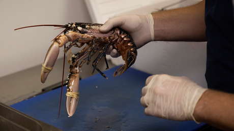 VIDEO: Una langosta se salva de ser cocinada en un restaurante de EE.UU. gracias a su extraordinario color naranja