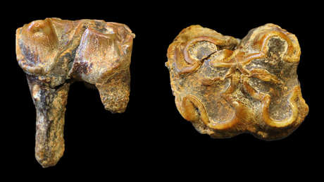 Estudio: Enormes hipopótamos vivían en Gran Bretaña hace un millón de años