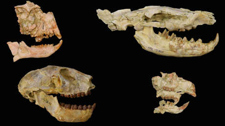 Identifican una extinción masiva de especies de hace 30 millones de años, que acabó con el 63 % de los mamíferos en África y la península arábiga