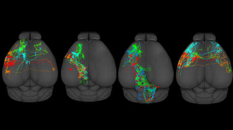 Crean por primera vez un mapa de la corteza motora del cerebro, responsable del movimiento de los mamíferos