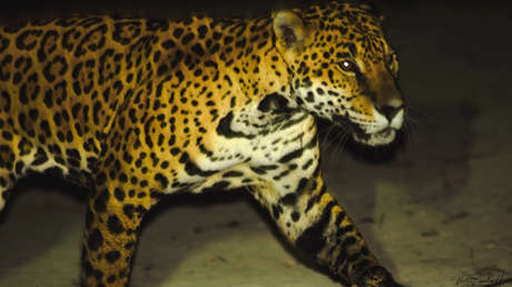Sed de venganza por sus mascotas: jaguares en peligro de extinción corren riesgo en un pueblo pesquero de México