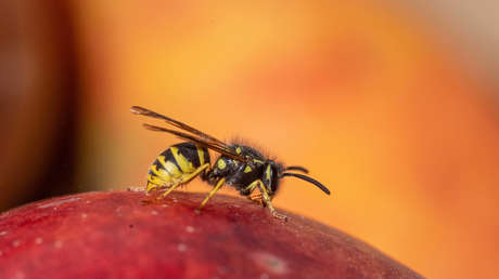 Trasladan de urgencia en helicóptero a un hombre que sufrió la picadura de una avispa en España