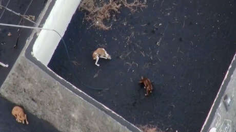 Así es el complejo operativo para rescatar con drones a cuatro perros atrapados por la lava del volcán de La Palma