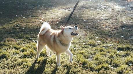 Un perro comprado en Facebook mata al hermano de una mujer y deja a su marido necesitando una amputación de ambas piernas tras darle un mordisco