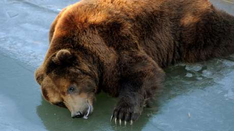 Un boxeador ruso se encuentra en coma inducido tras enfrentarse y matar con solo un cuchillo a un oso que momentos antes le quitó la vida a un amigo