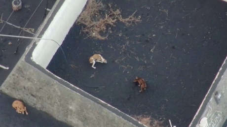 Un misterio con varias incógnitas: los perros atrapados por la lava del volcán de La Palma son rescatados de la forma más extraña e inesperada