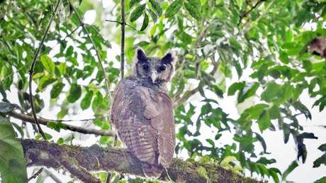 Captan por primera vez en 150 años en su hábitat natural a un búho gigante africano, especie en peligro de extinción
