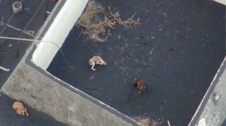 El enigma de los perros rescatados de la lava del volcán de La Palma: aparecen en una casa de acogida entregados de forma anónima (VIDEO)