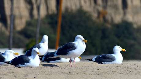 VIDEO: Un bromista se cubre con papas fritas valoradas en cientos de dólares para atraer a una bandada de aves