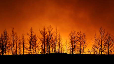 UNESCO: 10 de los bosques más protegidos del mundo emiten más CO2 del que absorben