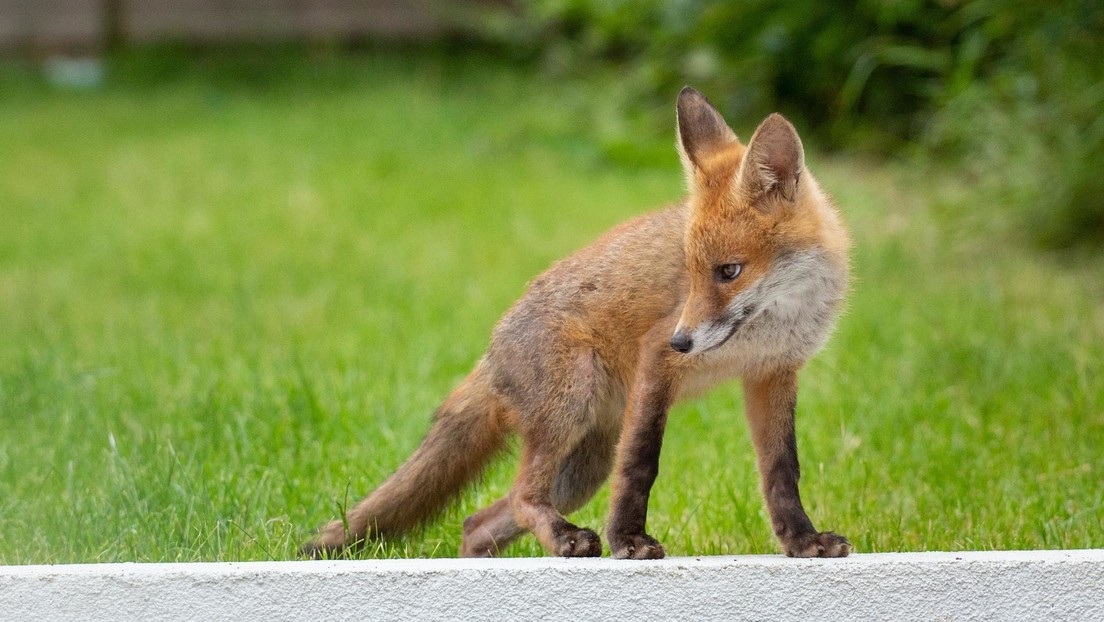 "Chiquito parecía un perro": una familia peruana se sorprende al descubrir que le vendieron un zorro como mascota
