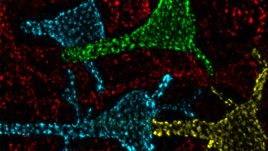Científicos logran descifrar la función de los misteriosos "puntos calientes" que se encuentran en las neuronas del cerebro