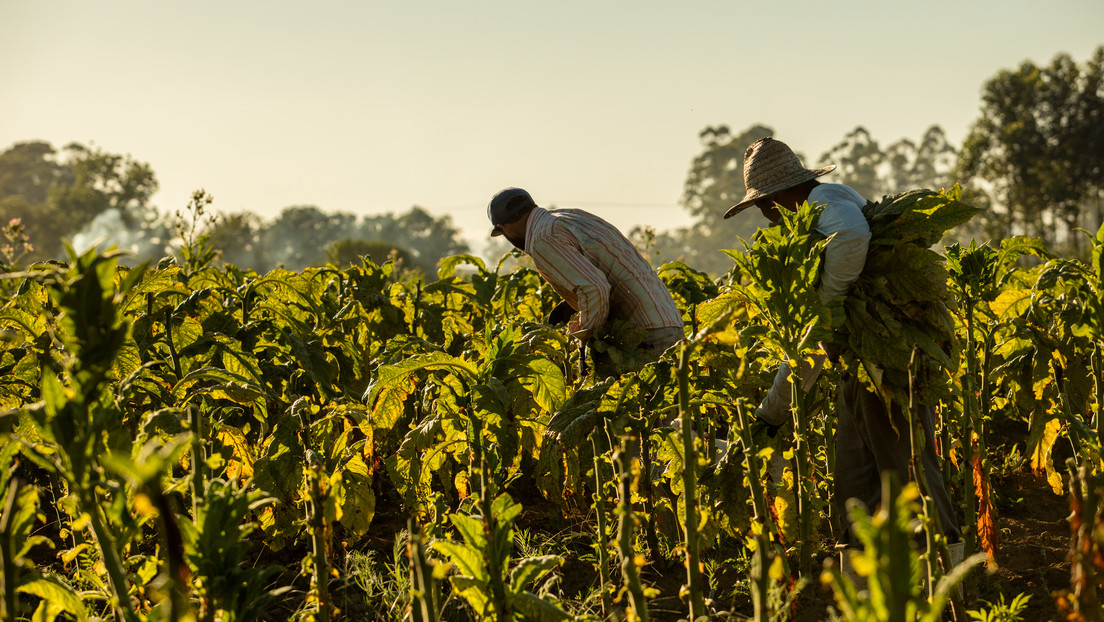 Eternamente nómadas: quiénes son y cómo viven los trabajadores 'golondrinas' de Argentina
