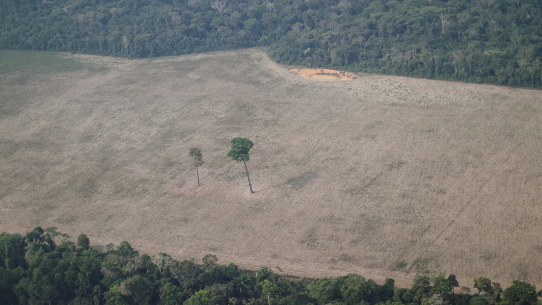 La deforestación en la Amazonía brasileña alcanza su peor nivel desde 2006