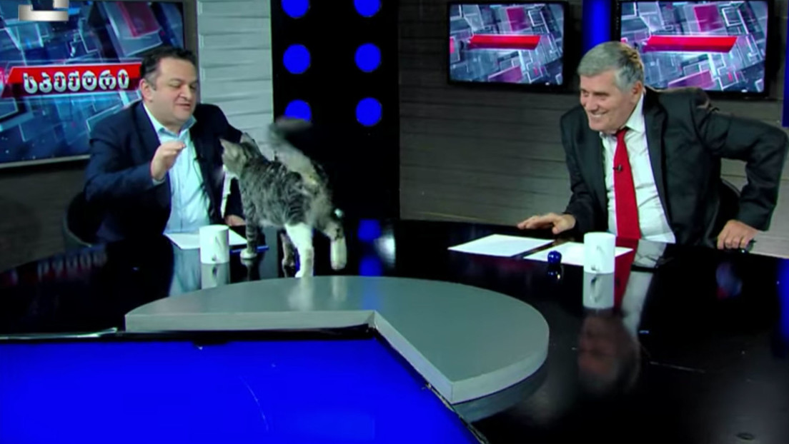 VIDEO: Un gato irrumpe en un programa sobre política y 'explica' lo que realmente importa en la vida