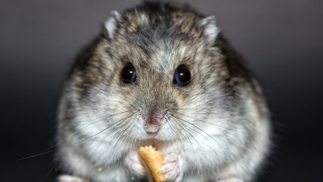 Muere Mr. Goxx, el hámster 'criptotrader' que superó en rendimiento bursátil a Warren Buffett y al índice S&P 500