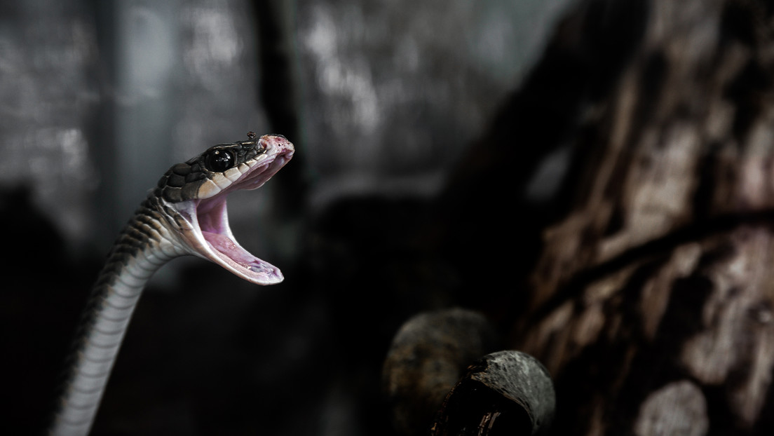 Un gato australiano salva a su dueño de una venenosa serpiente tigre escondida en casa