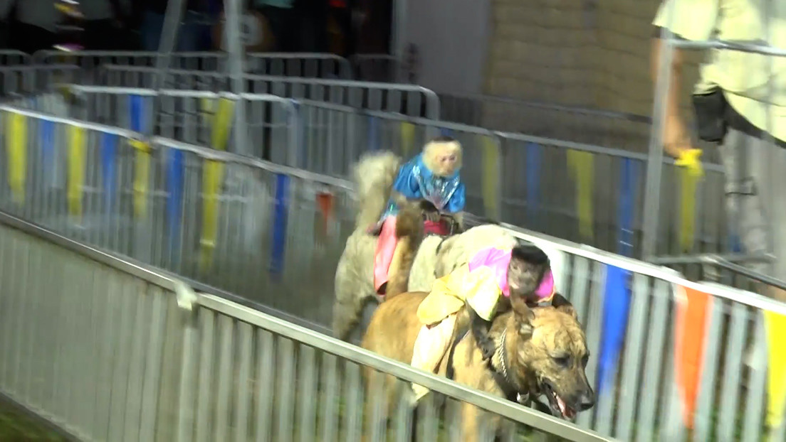 Un espectáculo de carreras de monos montados sobre perros causa indignación entre defensores de los derechos de animales en EE.UU. (VIDEO)