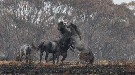 Australia sacrificará a 10.000 caballos salvajes (y los expertos advierten que es poco)