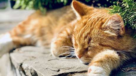 VIDEO: Construye un ascensor para su viejo gato de 19 años y el felino le agradece la tecnología