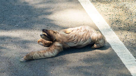 VIDEO: Un perezoso agradece con un gesto al hombre que le ayudó a cruzar una carretera en Brasil