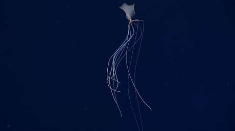 Encuentran un "fantasmal" calamar de aguas profundas a más de 2.300 metros bajo la superficie del océano (FOTOS, VIDEO)