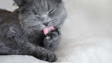 Una gatita con cuatro orejas encuentra hogar y conquista Instagram (FOTOS)