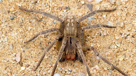 Un hombre encuentra en unos plátanos comprados en un supermercado una araña que podría ser una de las más venenosas del mundo