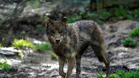FOTOS: Una mujer atropella a un 'perro' y luego descubren que era un lobo