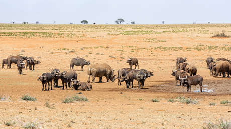 'Duelo de titanes': Un búfalo y un rinoceronte se enfrentan 'de poder a poder' en un choque épico (VIDEO)