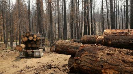 Por primera vez un leñador furtivo es encarcelado en EE.UU. gracias al ADN de un árbol talado