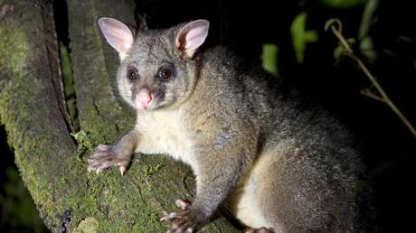 La Policía de Nueva Zelanda captura a una zarigüeya que tomó de 'rehén' a una mujer en su casa