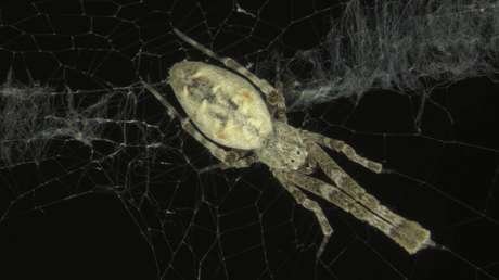 Monitorean con inteligencia artificial cómo se tejen las telarañas y descubren los secretos de su compleja construcción