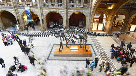 Corrigen una confusión paleontológica de 50 años y revelan qué dinosaurio podría ser el más largo que jamás existió